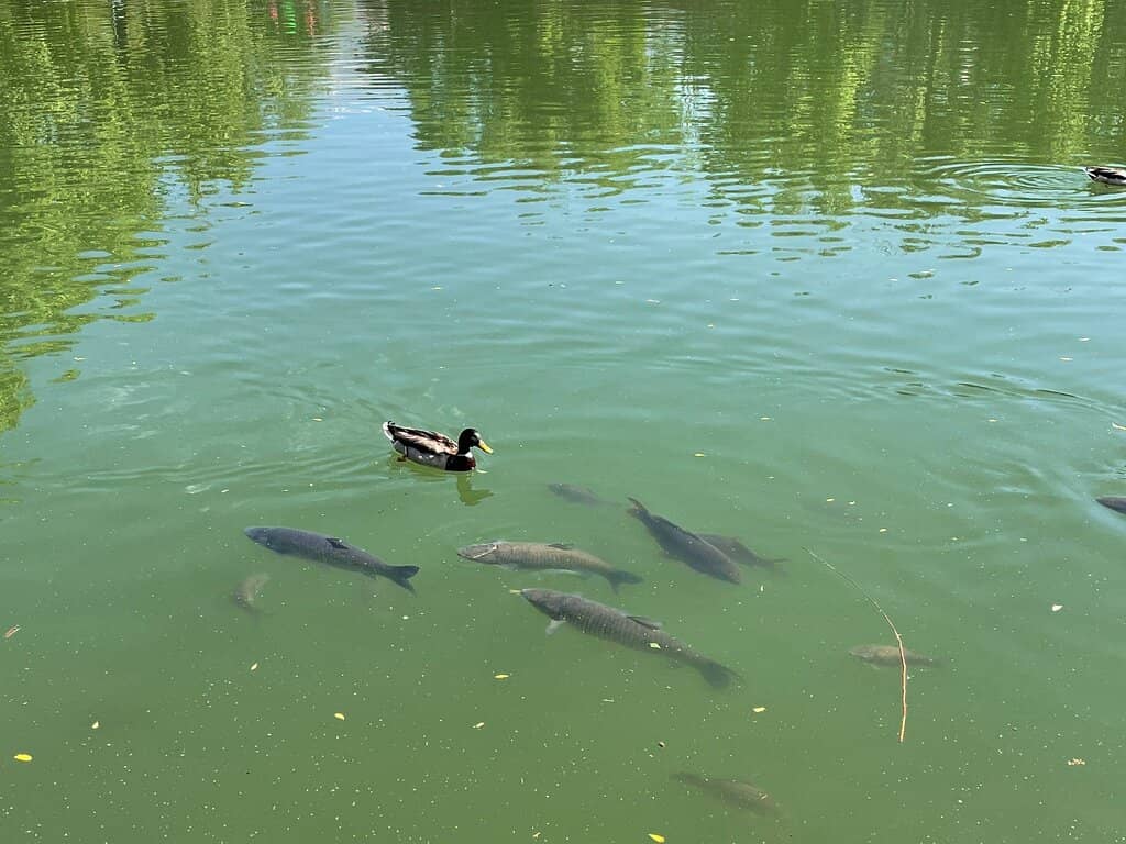 Local Relaxation Spot