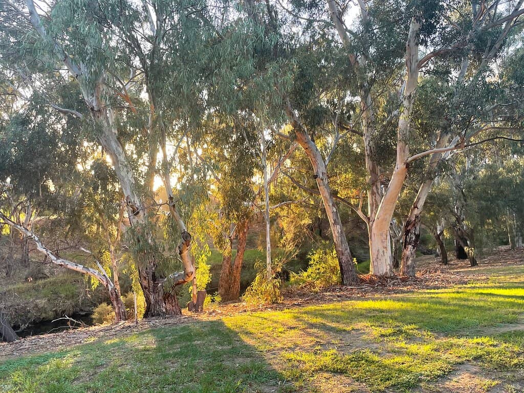 Adelaide Parklands Section