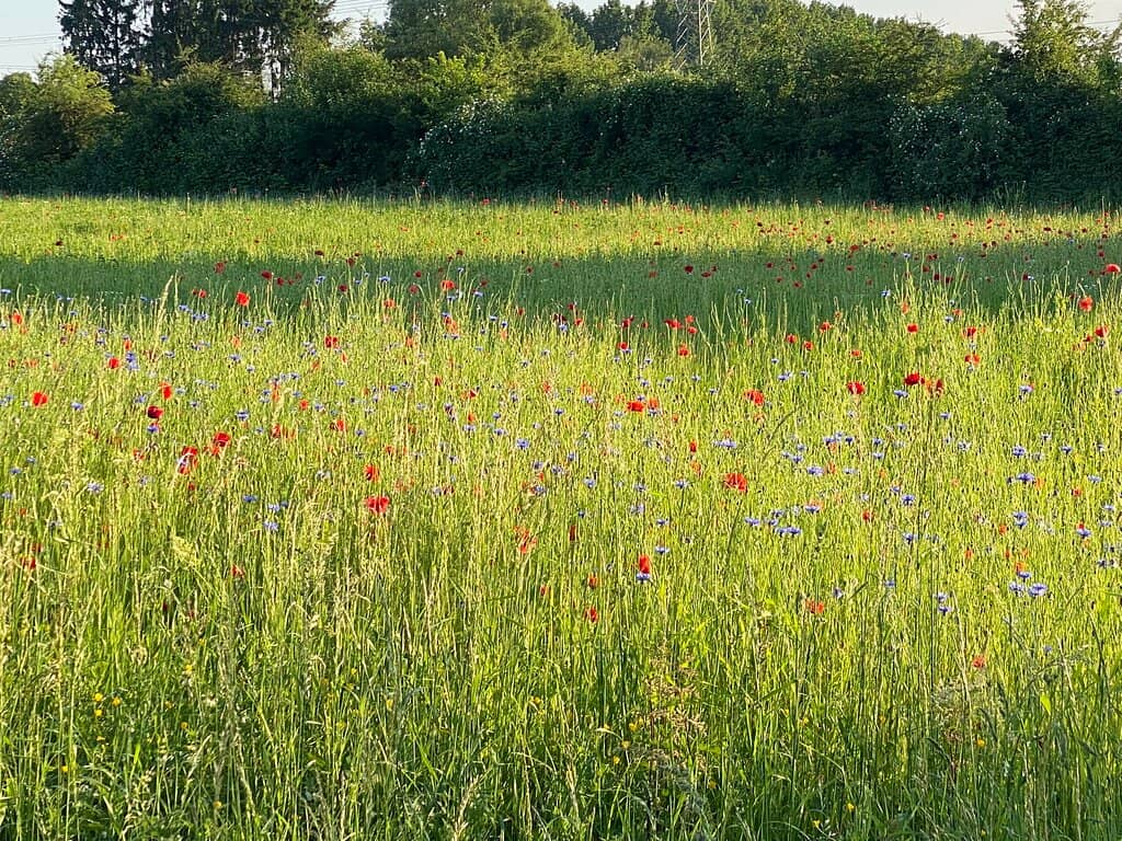 Starry Night Illumination