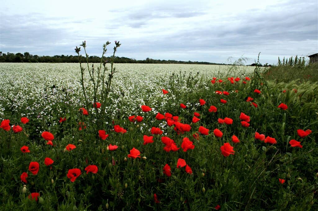 Birdwatching Hotspots