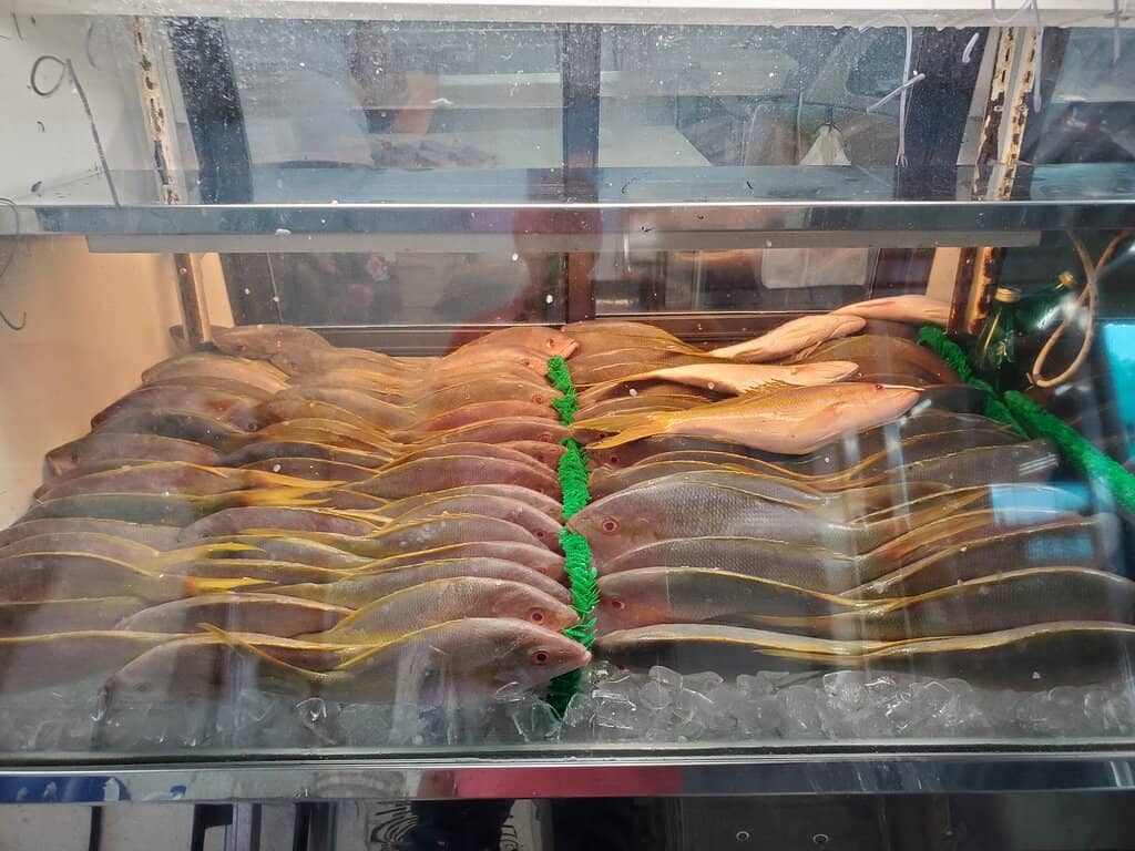 Authentic Mexican Food Stalls