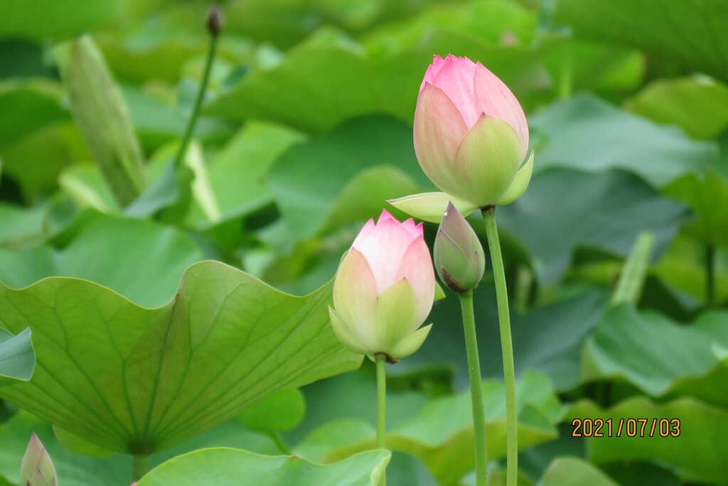 Cosmos Flower Garden