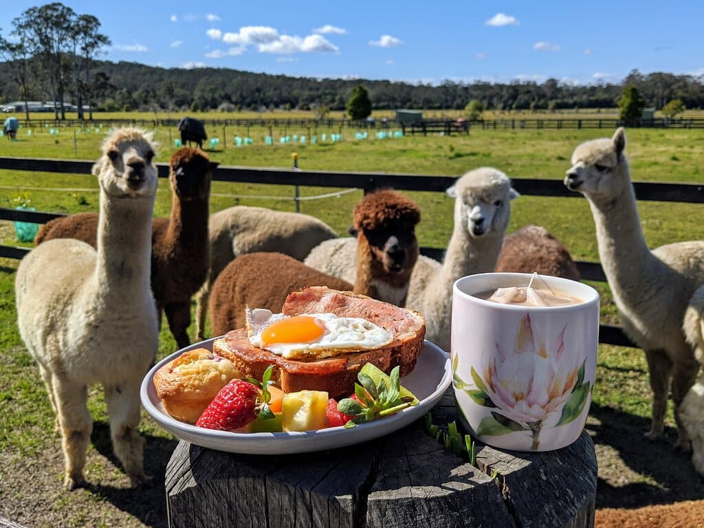 Come and have breakfast with our alpacas