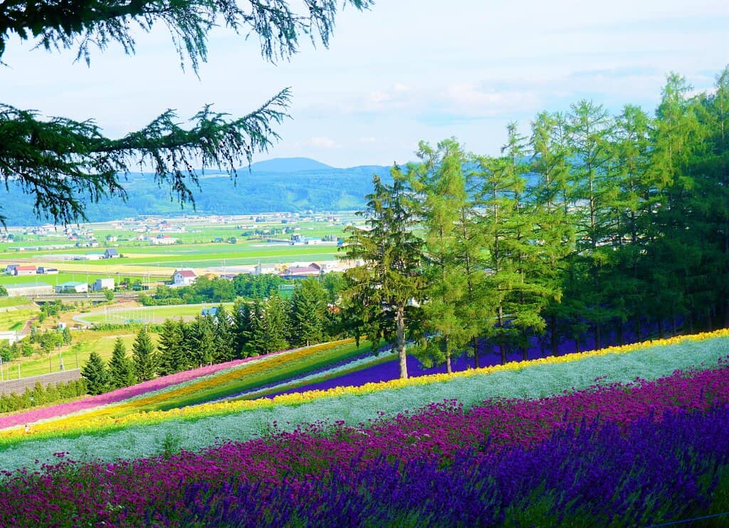 Lavender Fields
