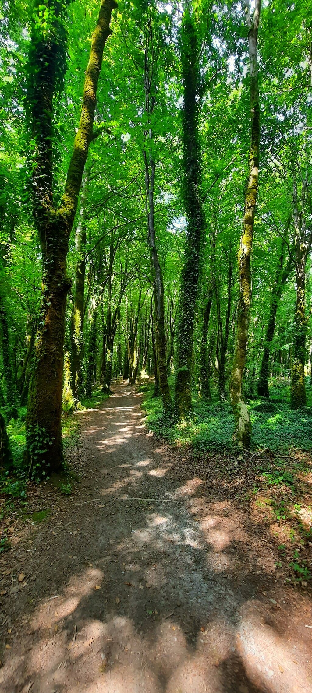 Cong Woods