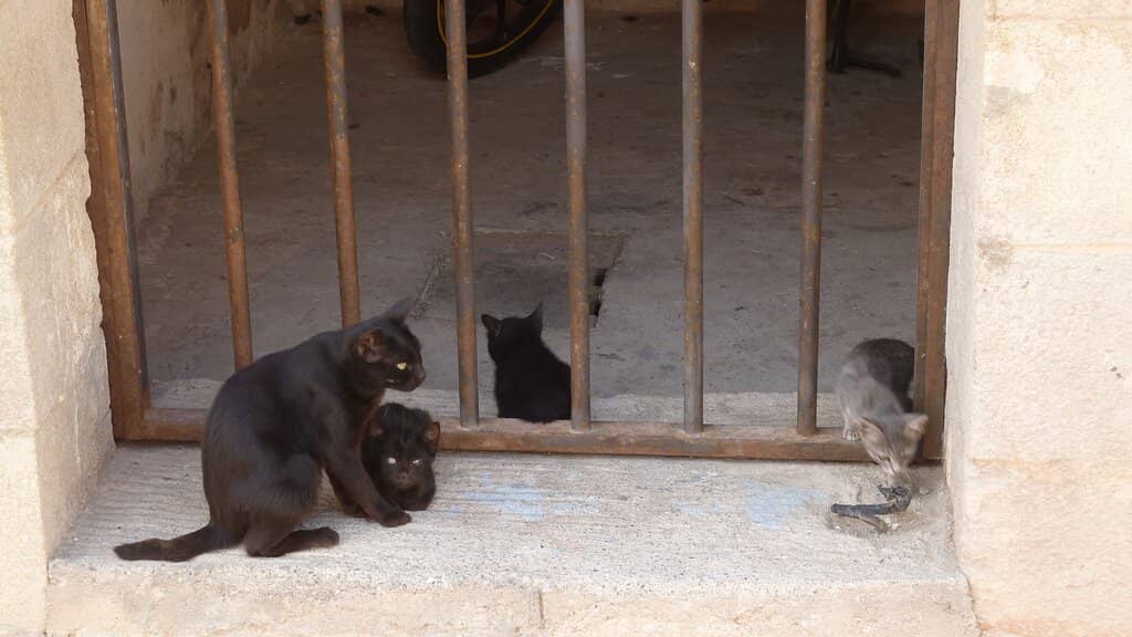 Reza Deghati's Resilience