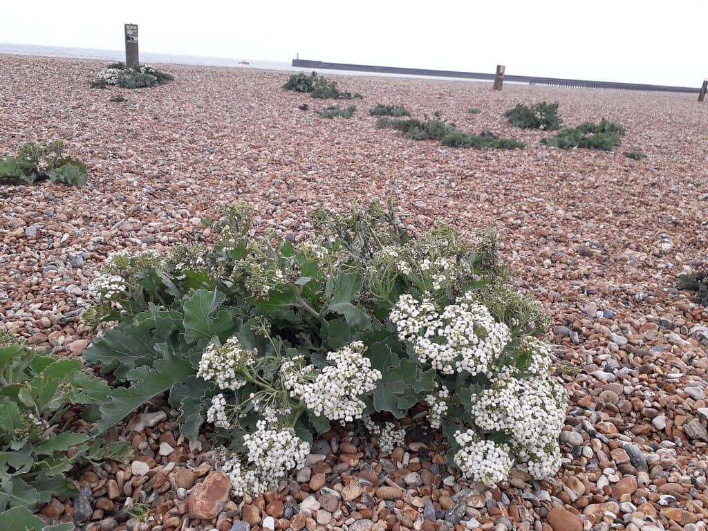 Newhaven East Beach Access