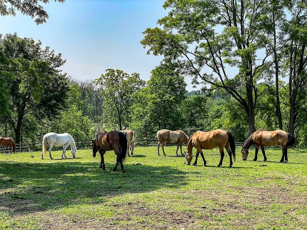 The Star Barn Village