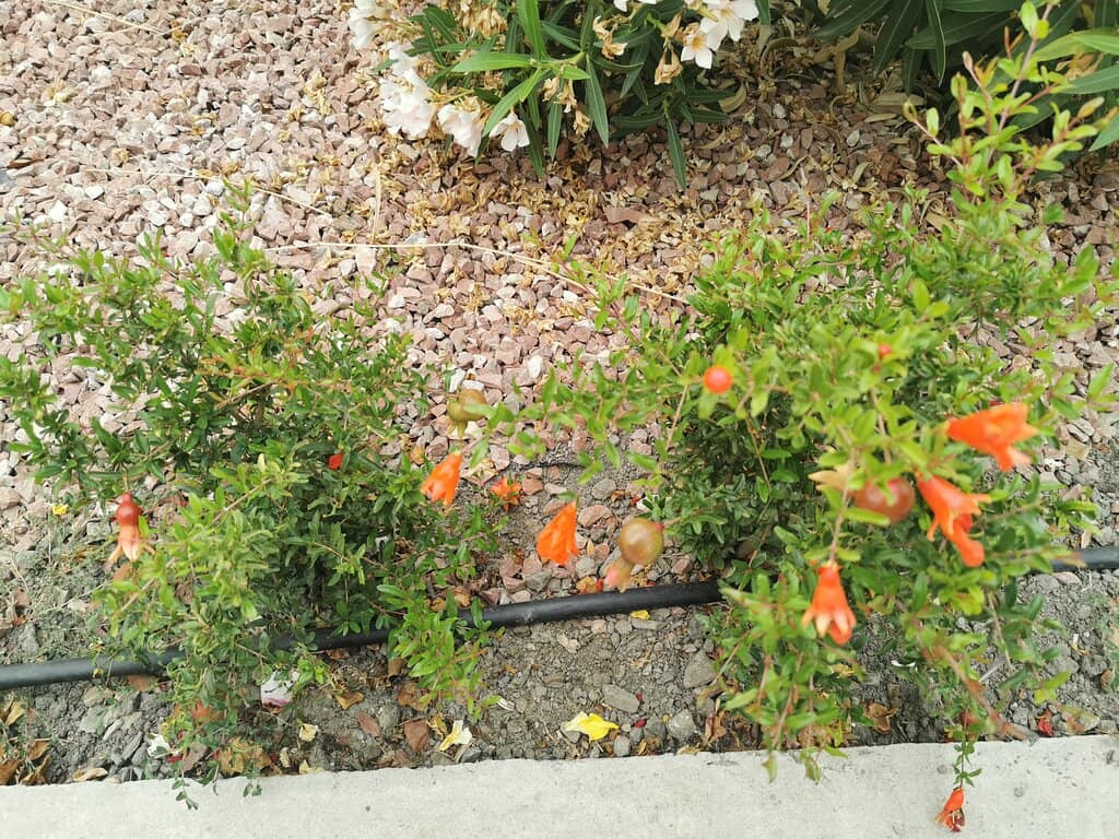 Local & Imported Flora