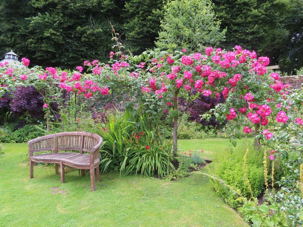 A seat near the roses