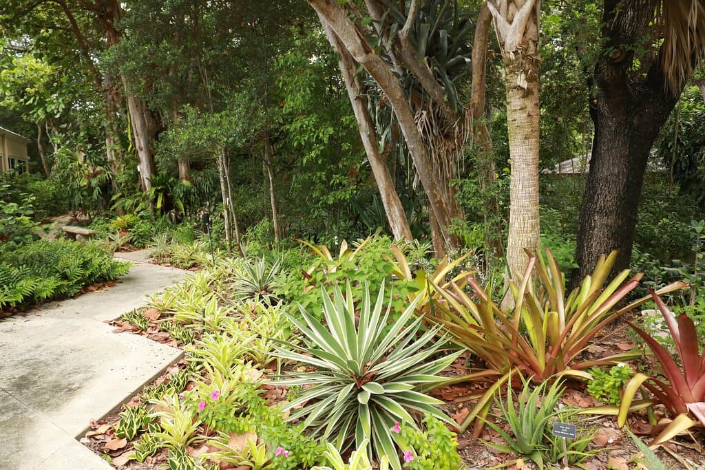 Unusual and exotic plants at the Fort Lauderdale Garden Club.