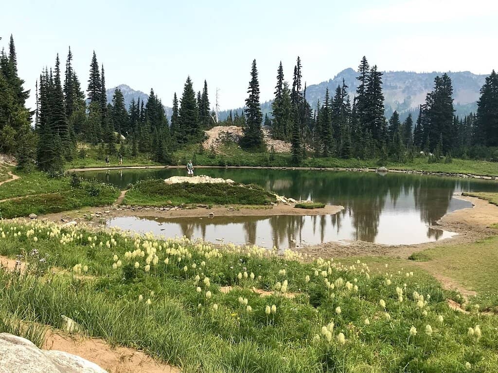 Alpine Wildflower Displays