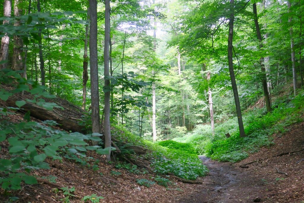 View from the trail
