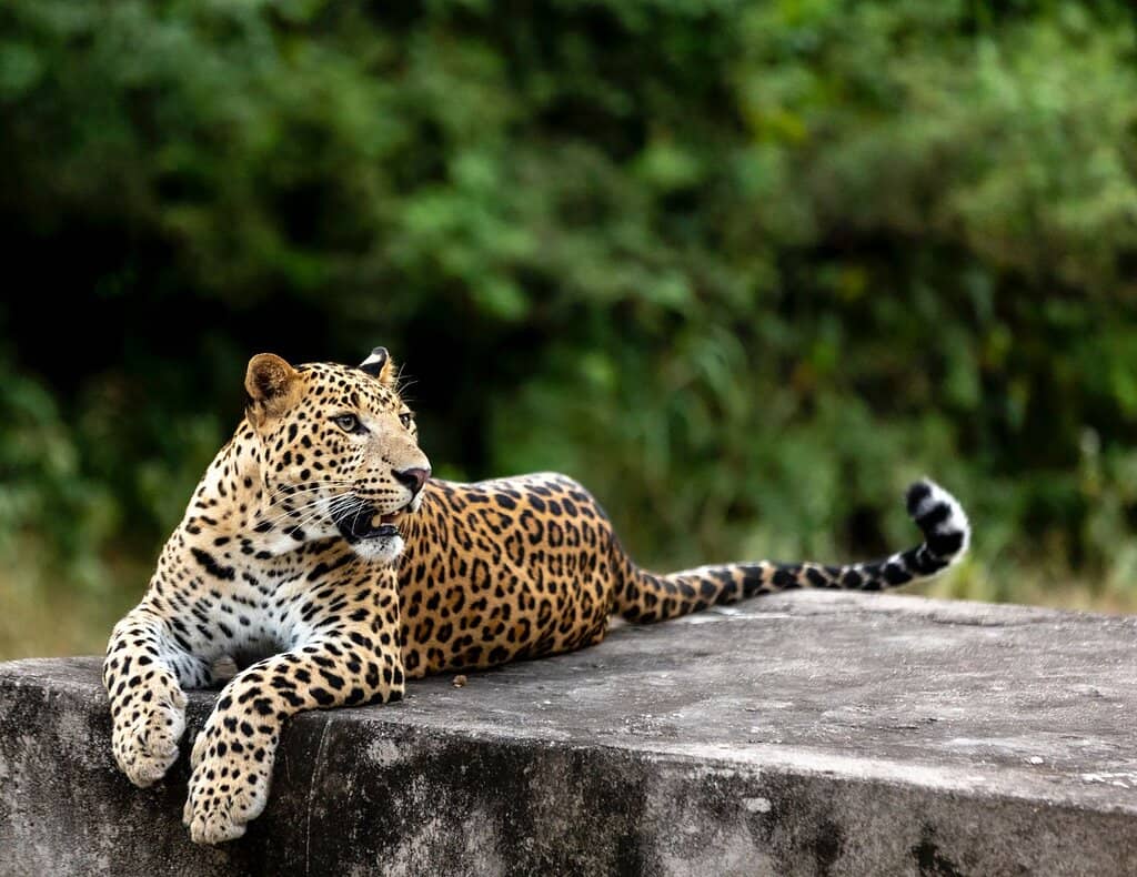 Diverse Wildlife