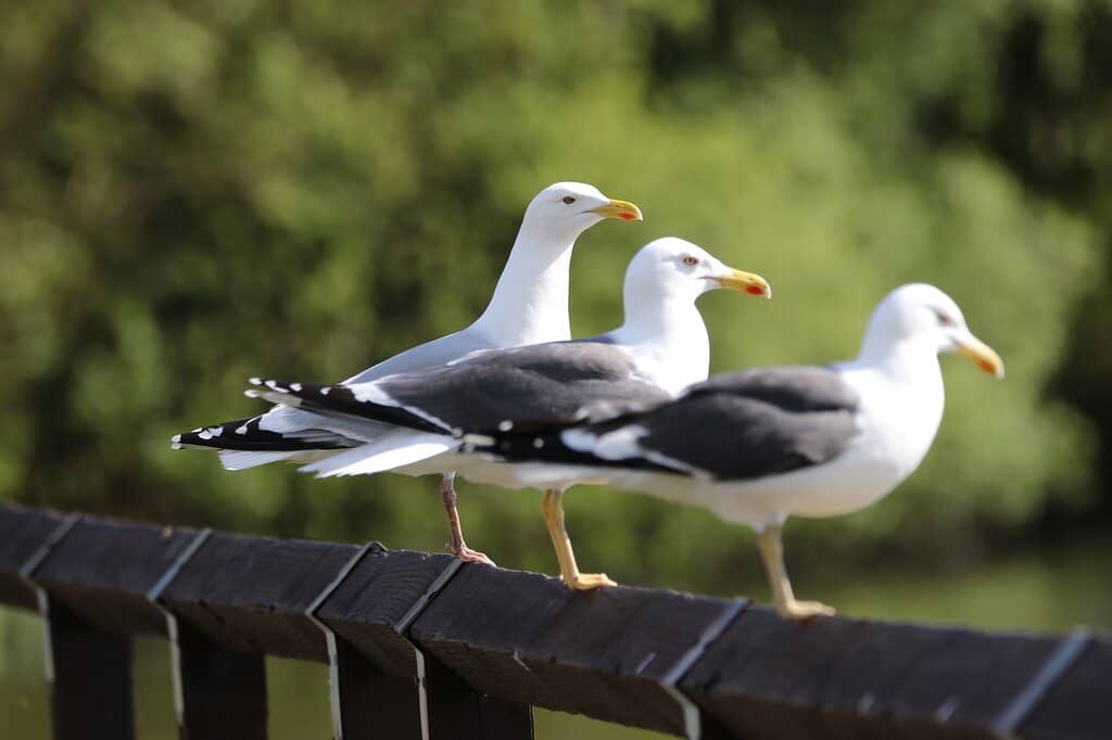 Dog-Friendly Adventures