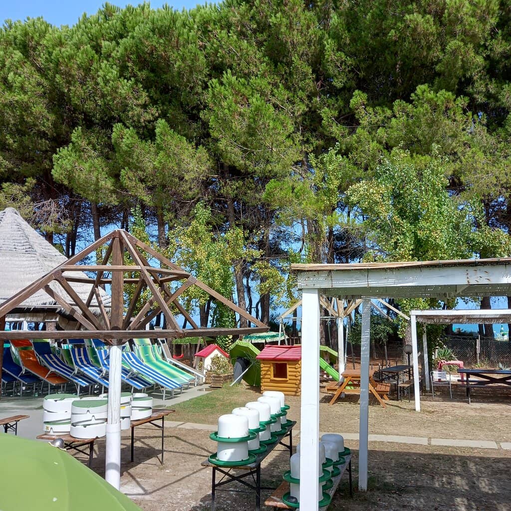 Pine Forest Promenade