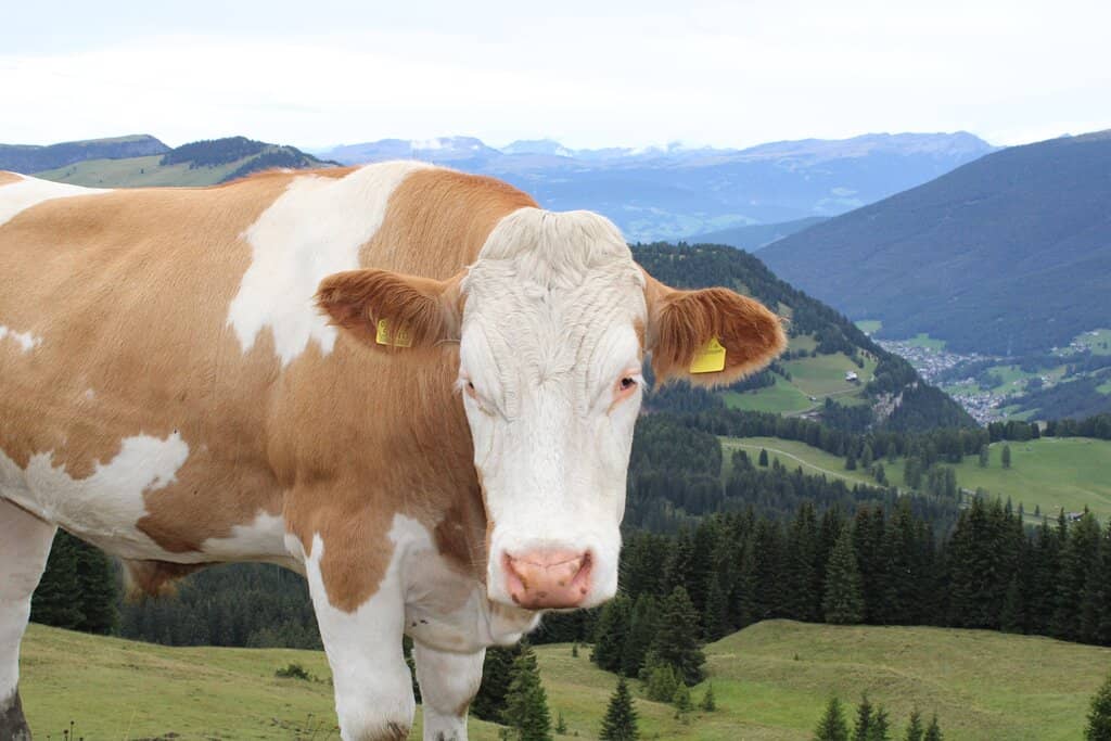 Cross-Country Skiing