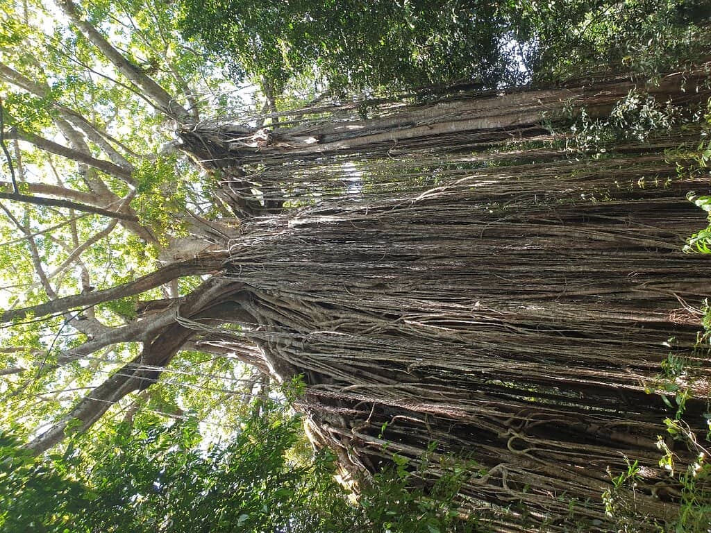 Rainforest Ambiance