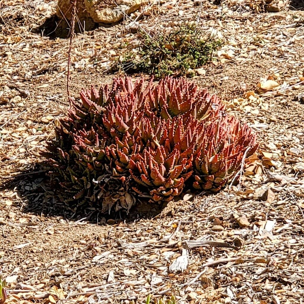 Mediterranean Plant Collections