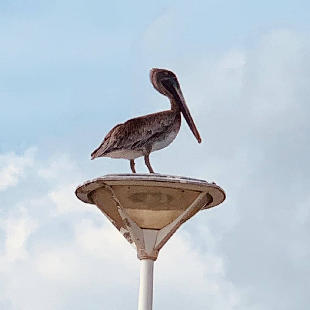 Picnic Perfect Spots