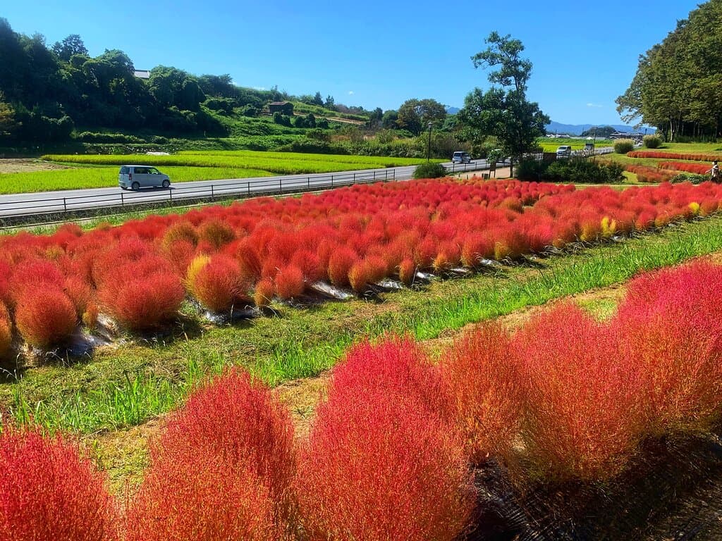 コキアの赤、赤そばの赤、がとても綺麗でした!