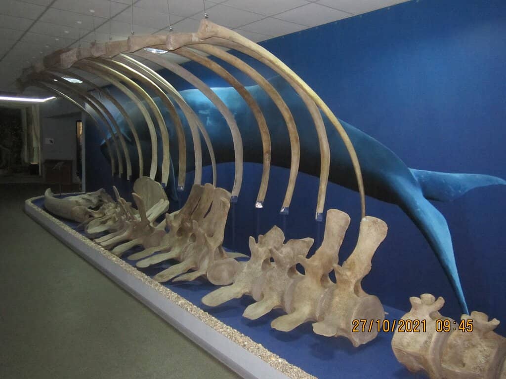 Rotating World-Class Expositions