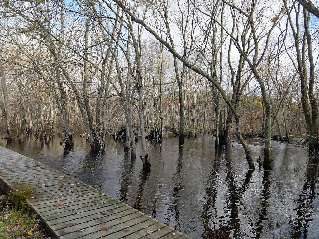 Carp Migration Spectacle