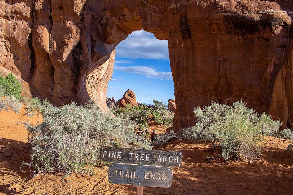 Pine Tree Arch