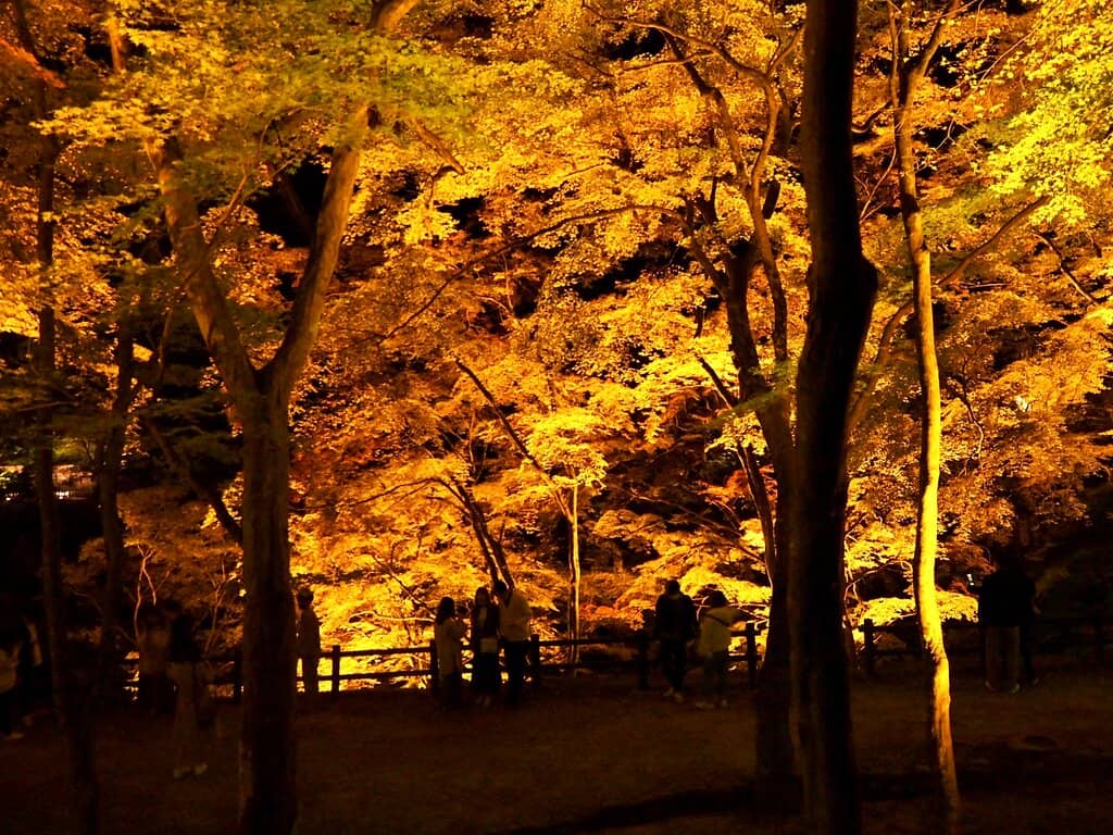 Evening Illumination