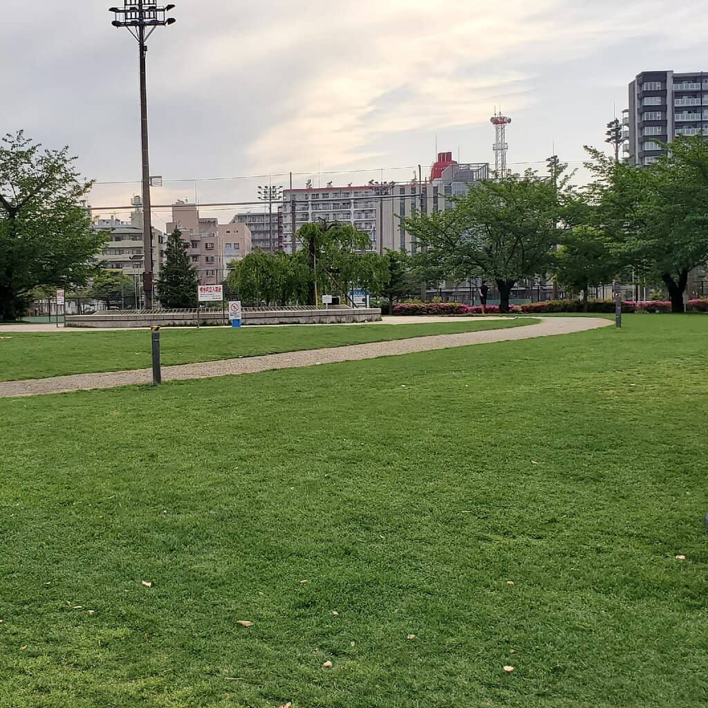 Cherry Blossom Spectacle