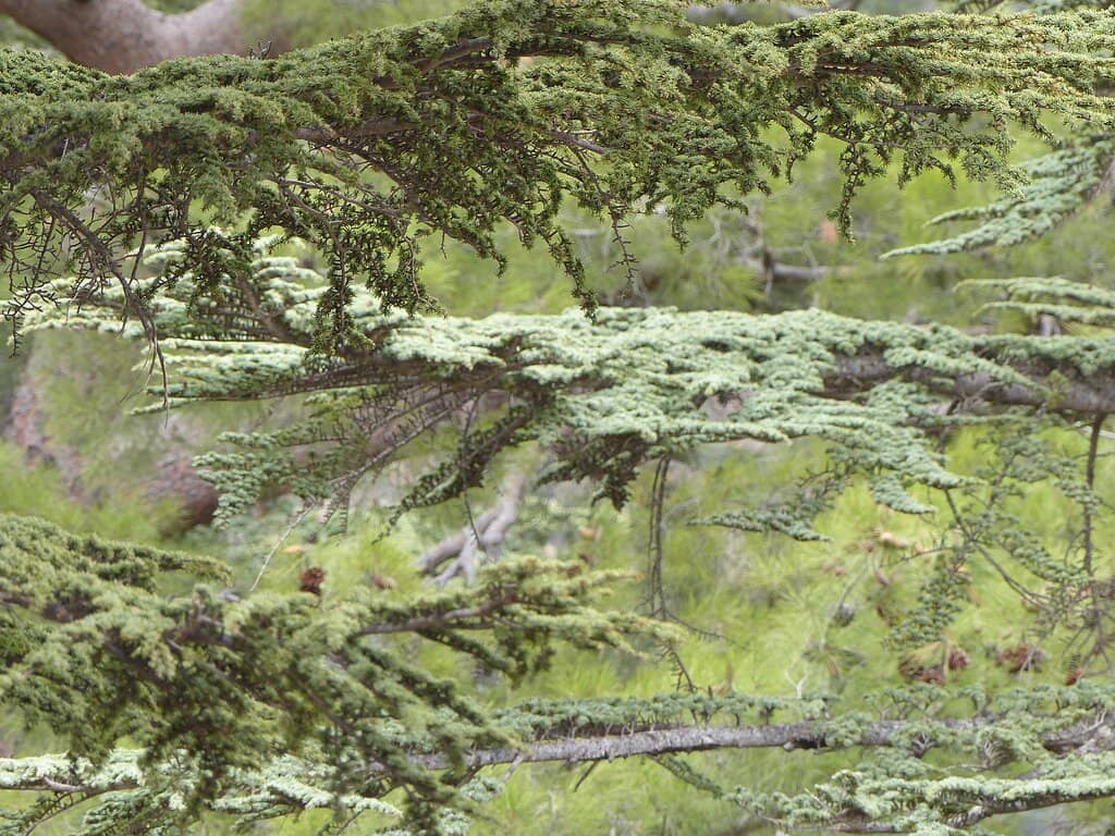 Valley of the Cedars