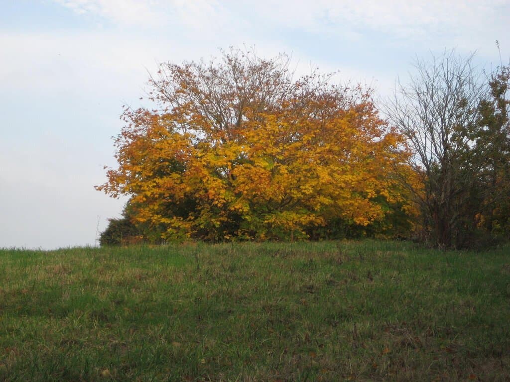 Changing seasons bring different colours.