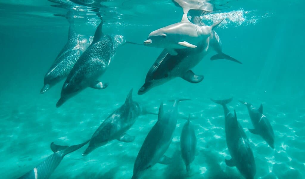 Swim with Wild Dolphins