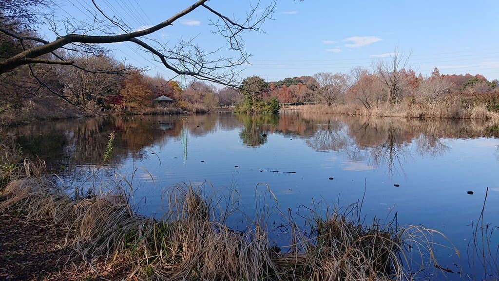 水鳥のいる修景池
