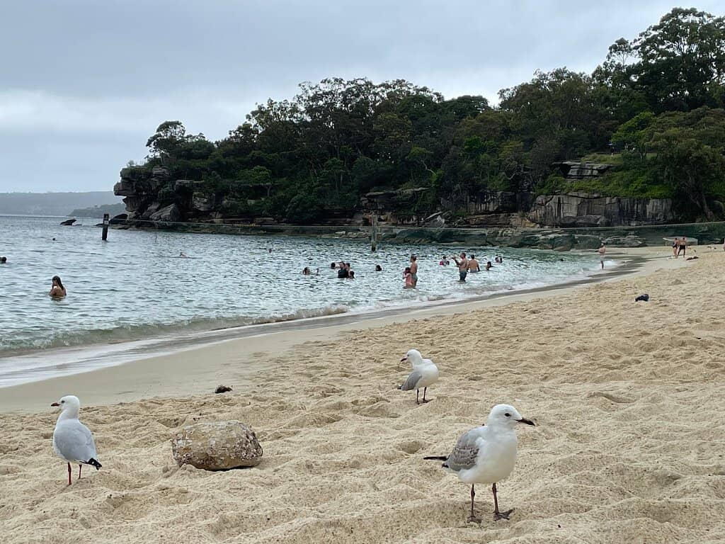Shark Beach