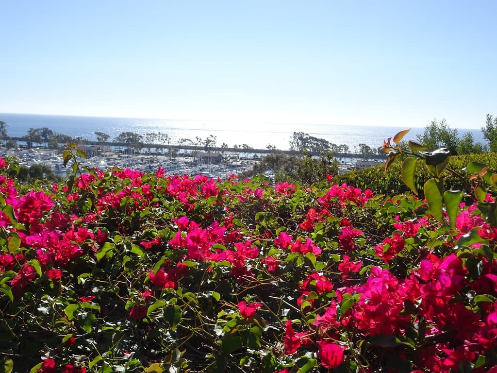 View from park overlooking a field of vibrant bouganvillas