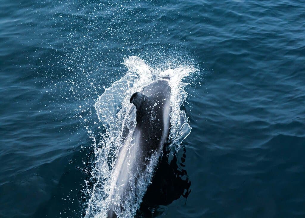 This white sided dolphin was seen during O'Brien's puffin and whale watching tour. It was a thrill to have this amazing mammal approach, and swim alongside the boat, seemingly as happy to see us as we were to see it. This is just another awesome wildlife experience in the beautiful province of Newfoundland, Canada #mammal #ocean #oceanlife #nature #tourismnl