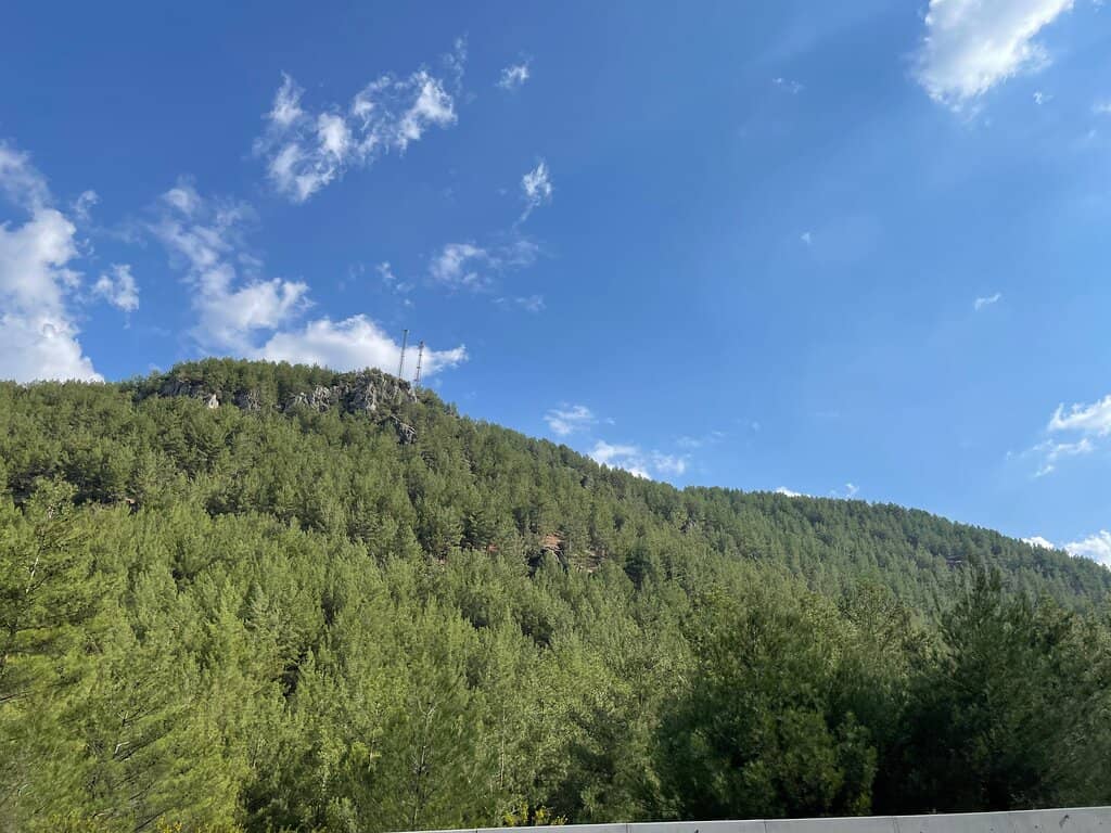 Günücek Park's Liquidambar Trees