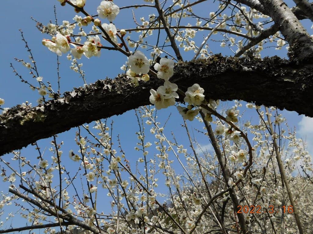 Ninja-Themed Playground
