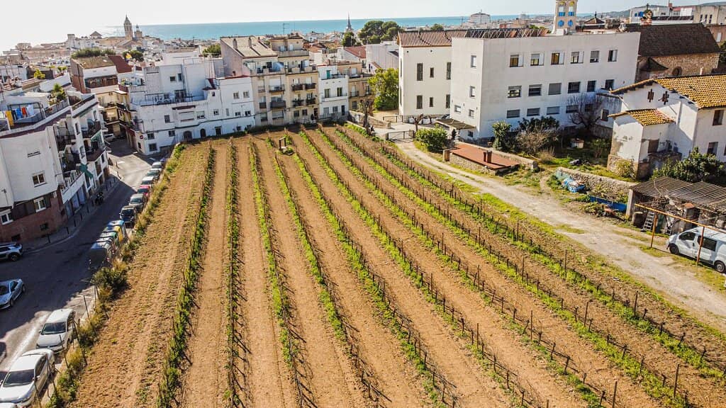Malvasia Wine Tasting