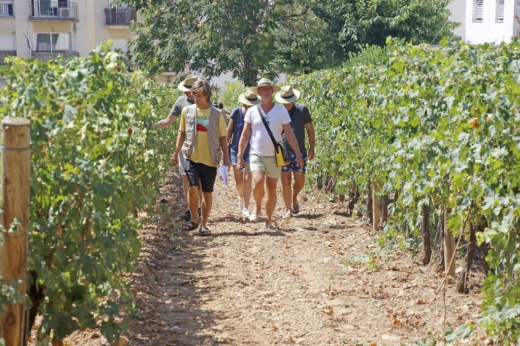 Visita guiada per la Vinya Urbana