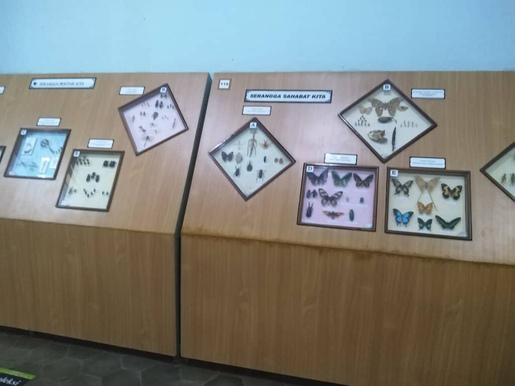 Diverse Indonesian Fauna