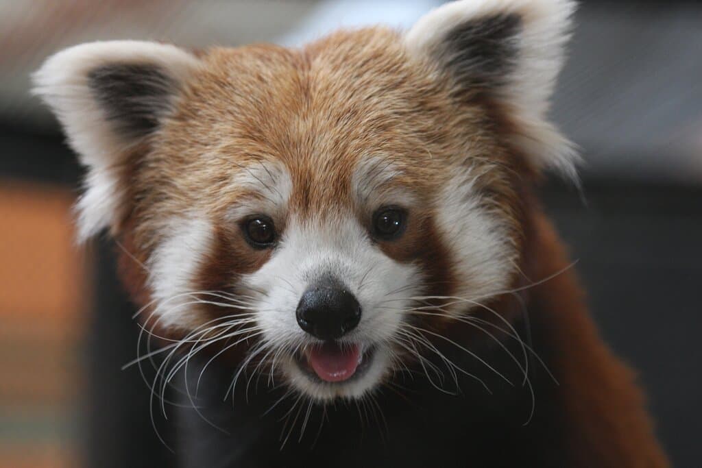 Red Pandas love weather between 40-70 degrees or so. They have big paws with fur between their toes that act as snowshoes!