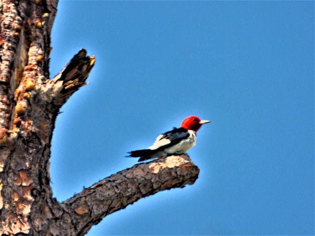 Picayune Strand State Forest