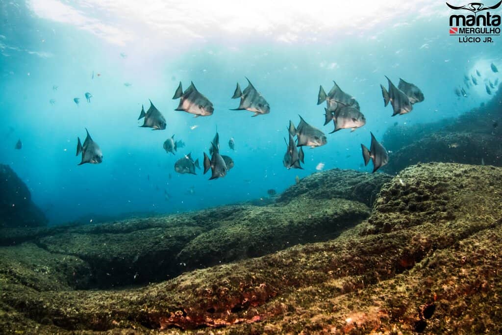 Abundant Marine Life