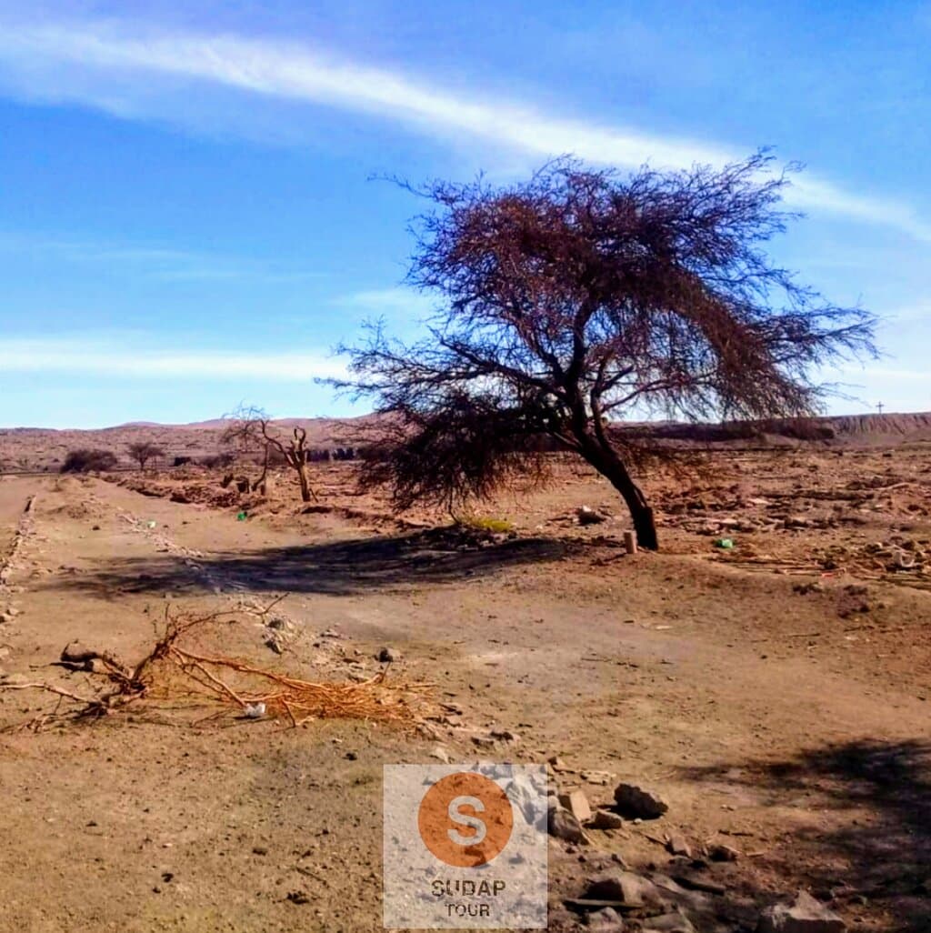 📣📣 Reserva nacional pampa del tamarugal 🌵🏜️ #tamarugos #merecestarapaca #travelfotography #desiertodeatacama #reservanacionalpampadeltamarugal te esperamos 😉