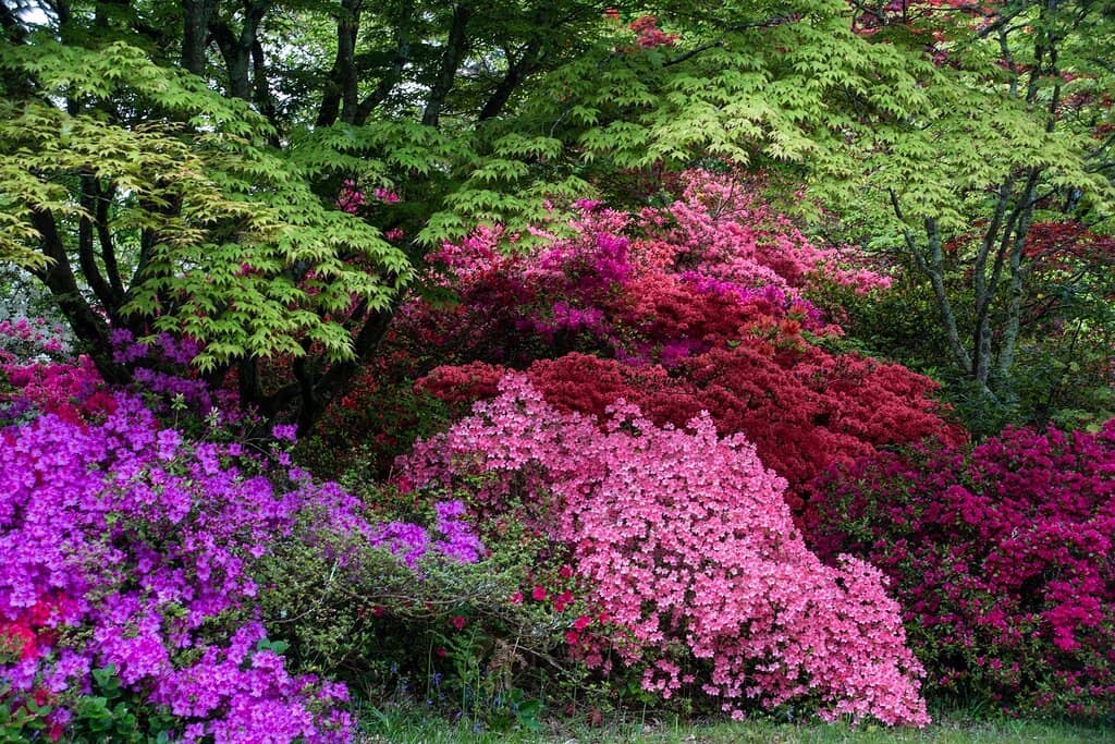 Exbury Steam Railway