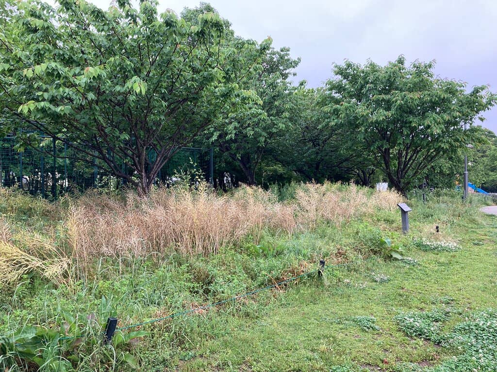 Biotope Wetland