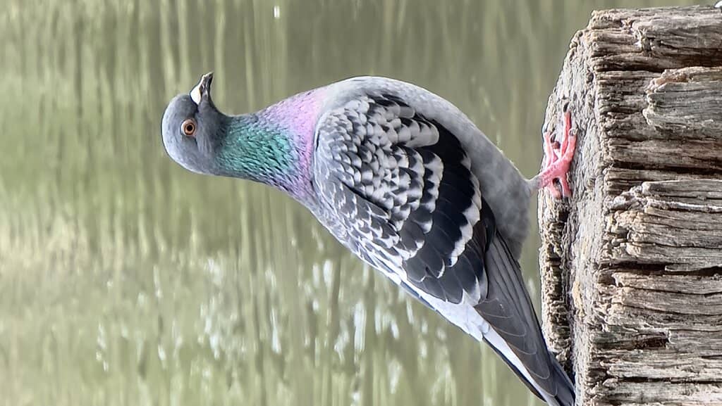 River Torrens Mouth at Henley Beach