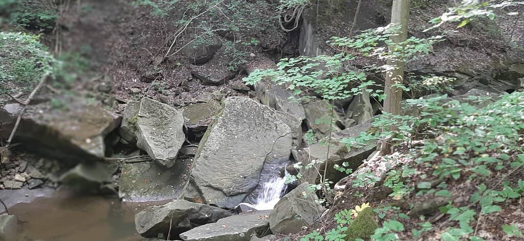 Raptor Migration Viewing